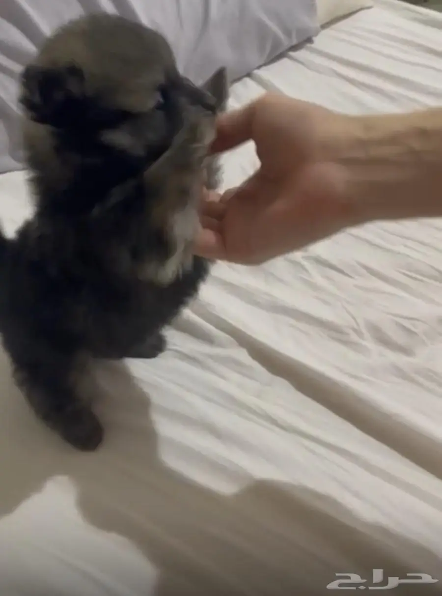 Pomeranian bear type 2