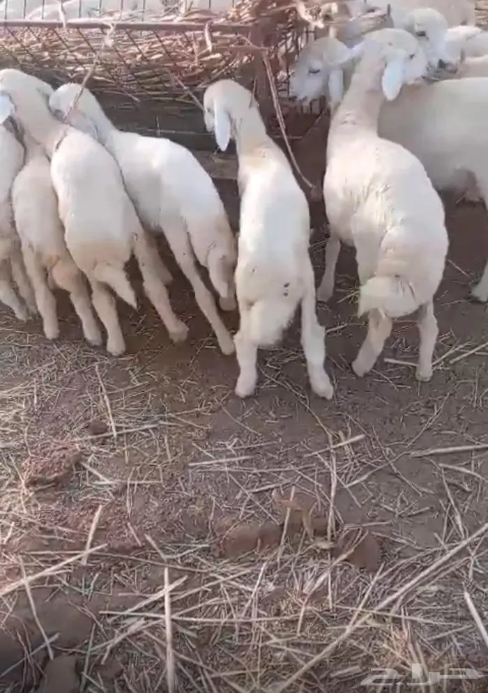 طليان بالقنفذه 6