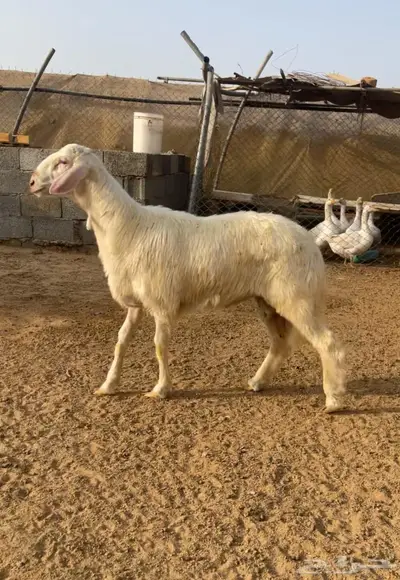 تم البيع   تم البيع 3