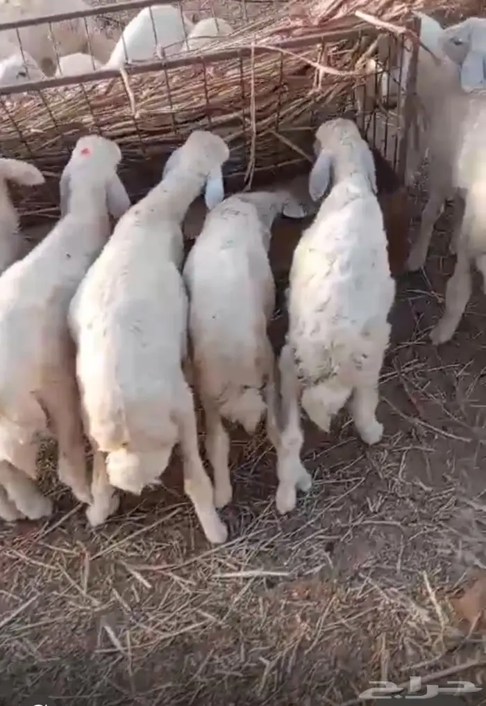 طليان بالقنفذه 2