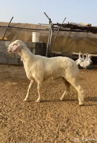 تم البيع   تم البيع 1