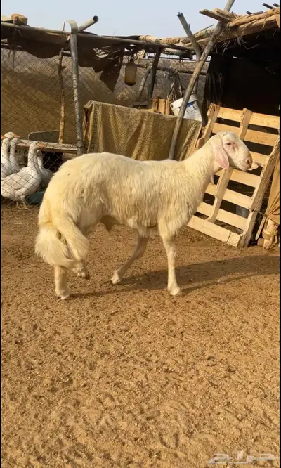 تم البيع   تم البيع 0