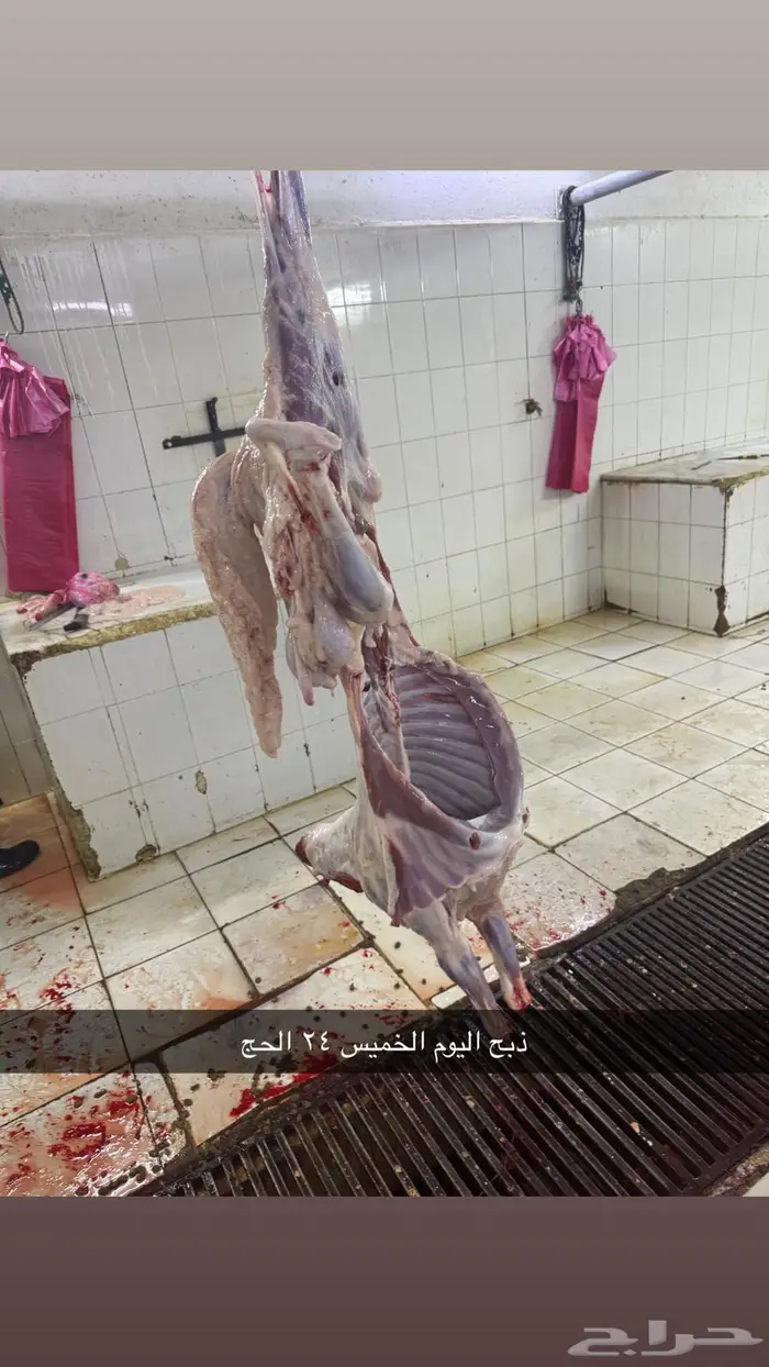 سواكن جذعان ذبيحتك لباب بيتك بسعر مميز 1