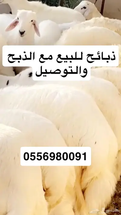 ذبايح للبيع سلخ و توصيل خميس مشيط ابها 0