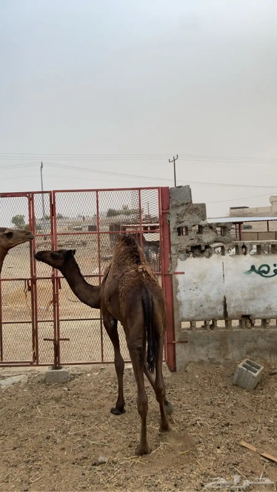 بكار 0