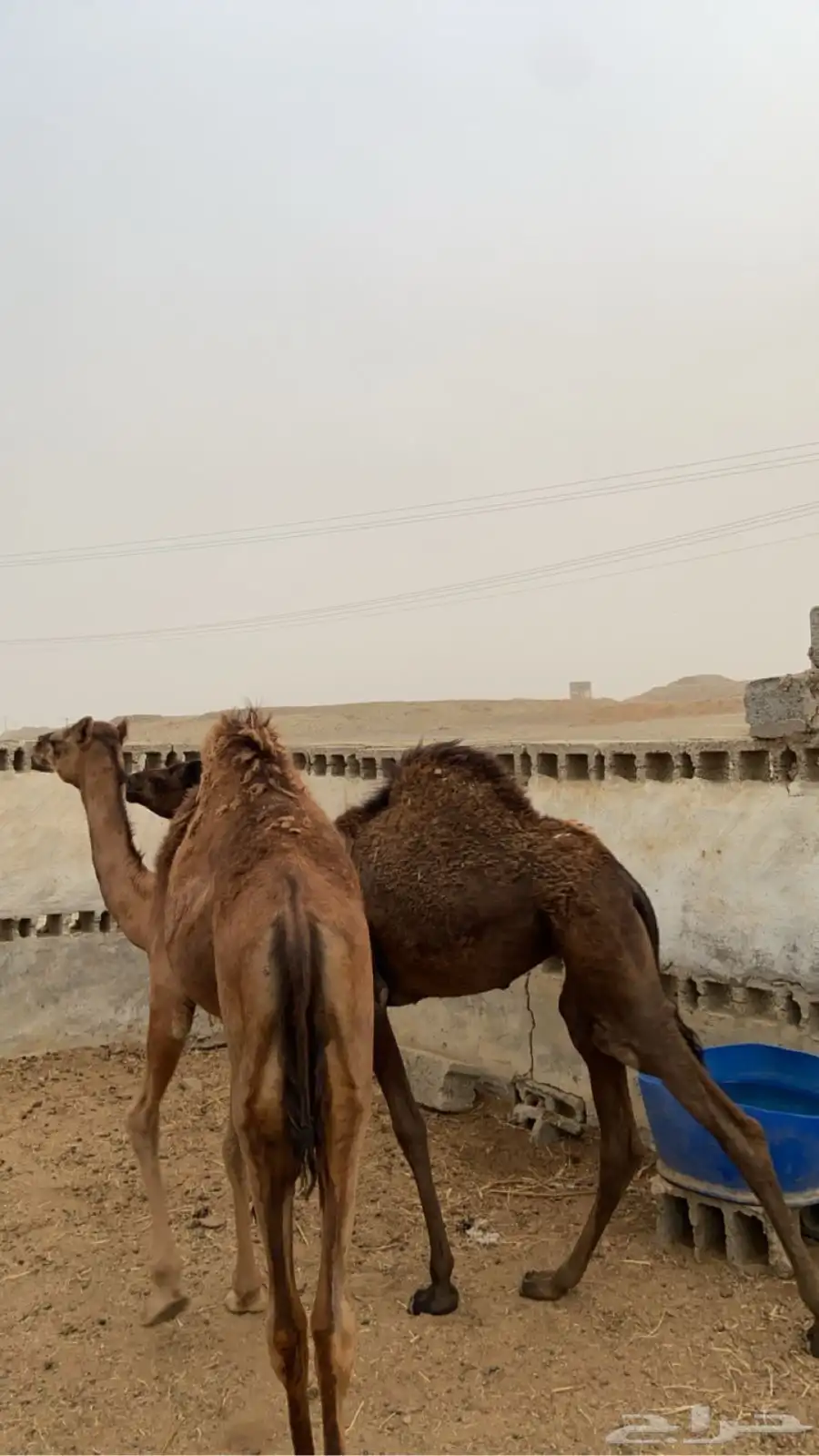بكار 1