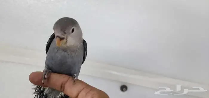طائر الروز كاسيكو هدد اليف 7