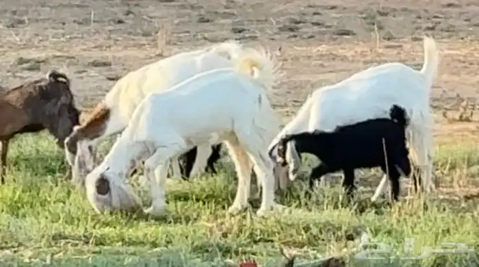 معزاء هولنديه 1