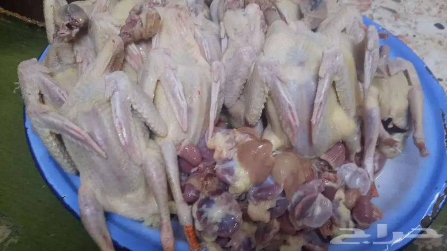 حمام فرنسي جامبو 7