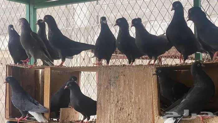 قطايف للبيع 2