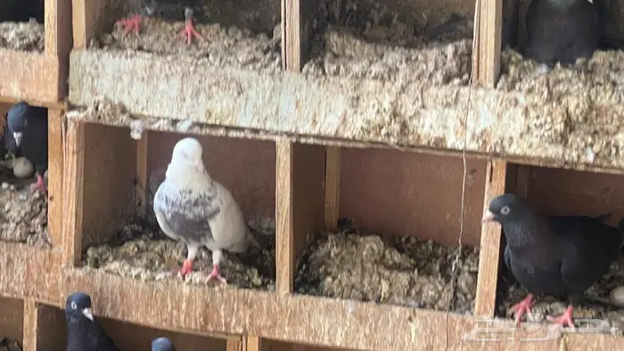 قطايف للبيع 9