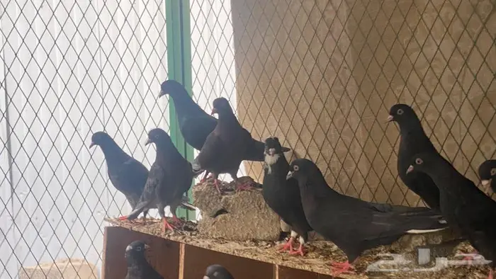 قطايف للبيع 6