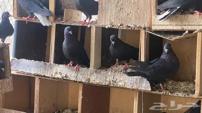 قطايف للبيع 5