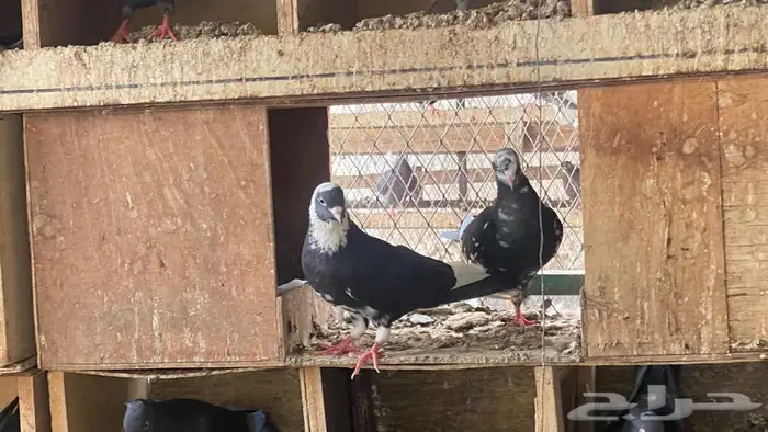 قطايف للبيع 4