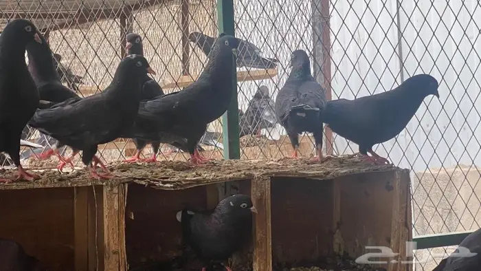 قطايف للبيع 7