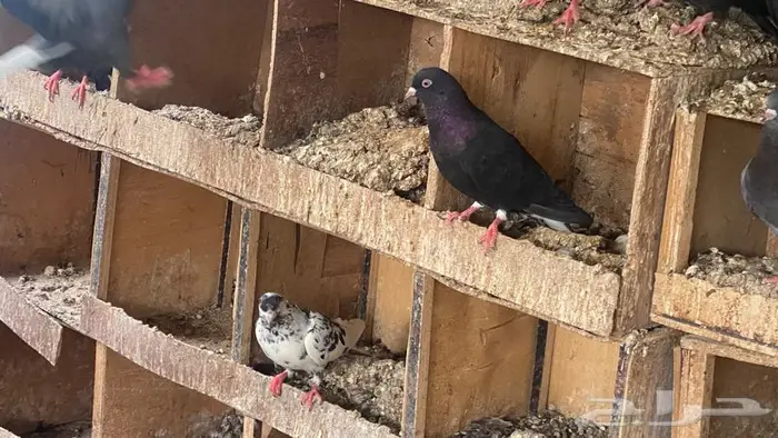 قطايف للبيع 8