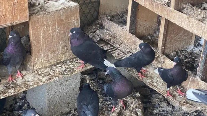 قطايف للبيع 0
