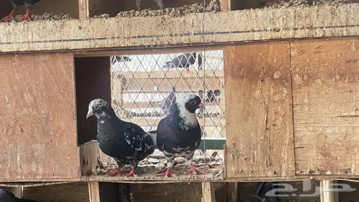 قطايف للبيع 10