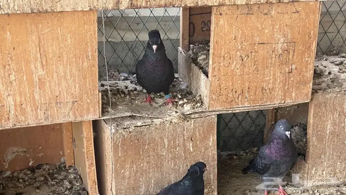 قطايف للبيع 11