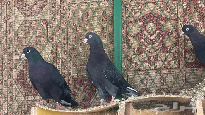 قطايف للبيع 13
