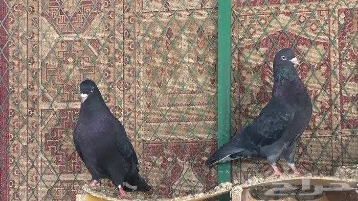 قطايف للبيع 12