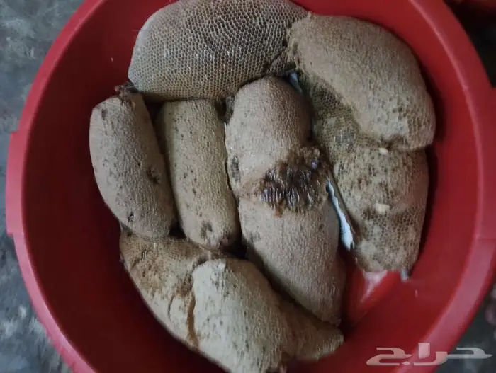 عسل بري حر لايتدخل فيه الانسان القنفذة 3