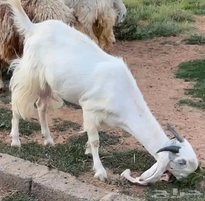 معزاء هولنديه 0