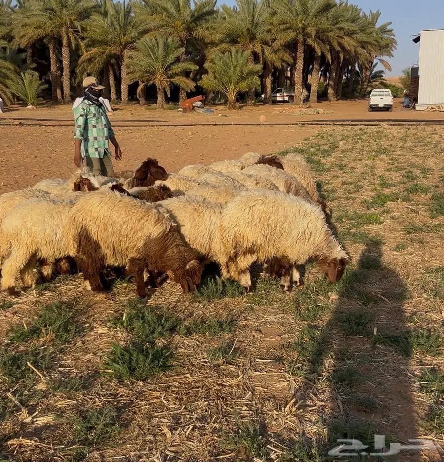 فطايم نعيمي للبيع 0