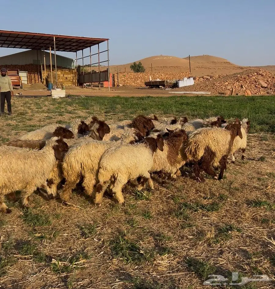 فطايم نعيمي للبيع 1