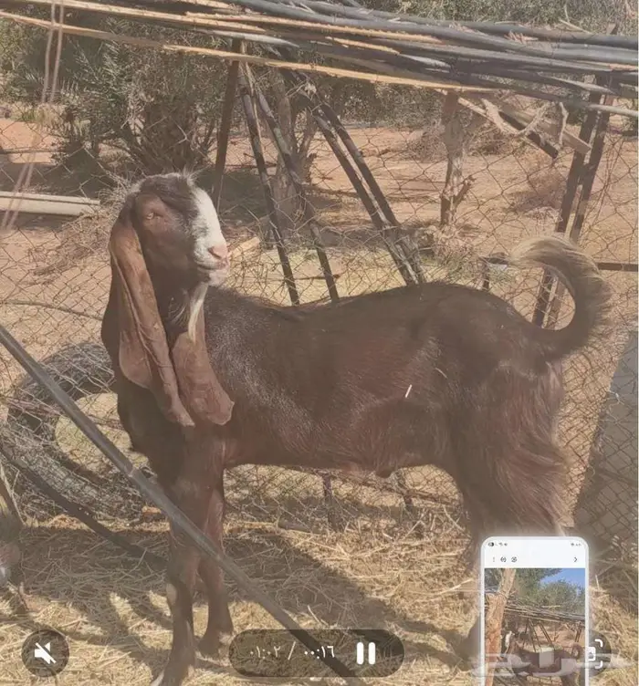 تيس فحل رباع قبل شهور 0