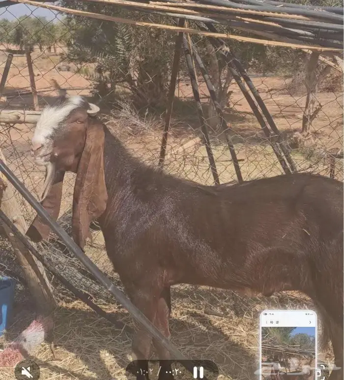 تيس فحل رباع قبل شهور 1