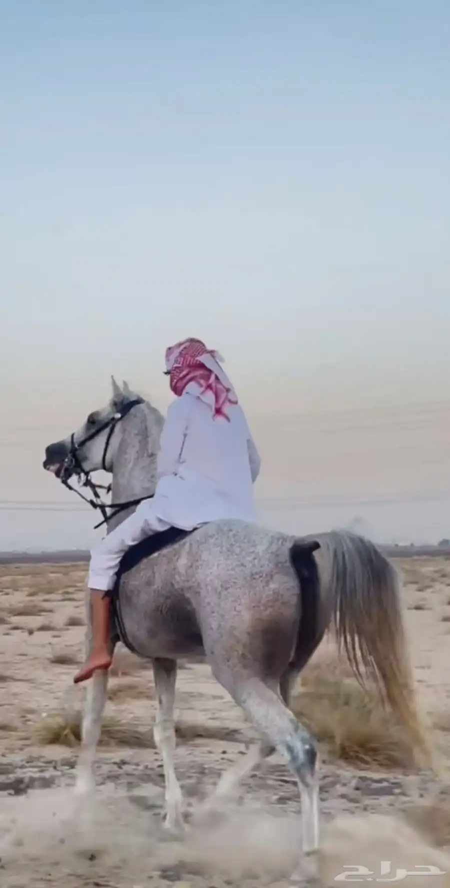 حصان شعبي 1