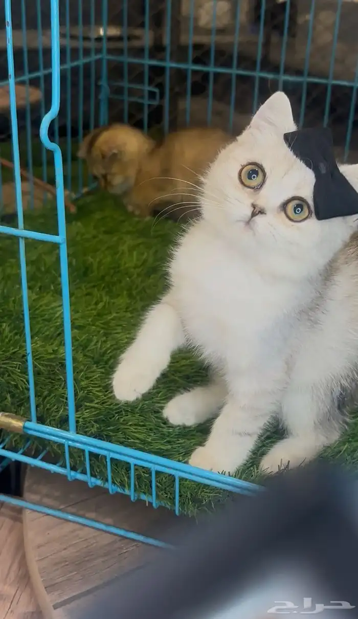 للبيع سكوتش فولد بيور 0