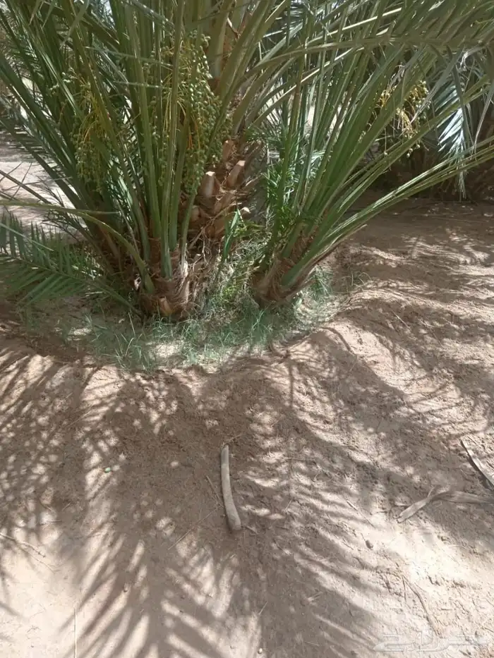 يتوفر جميع أنواع النخيل 5