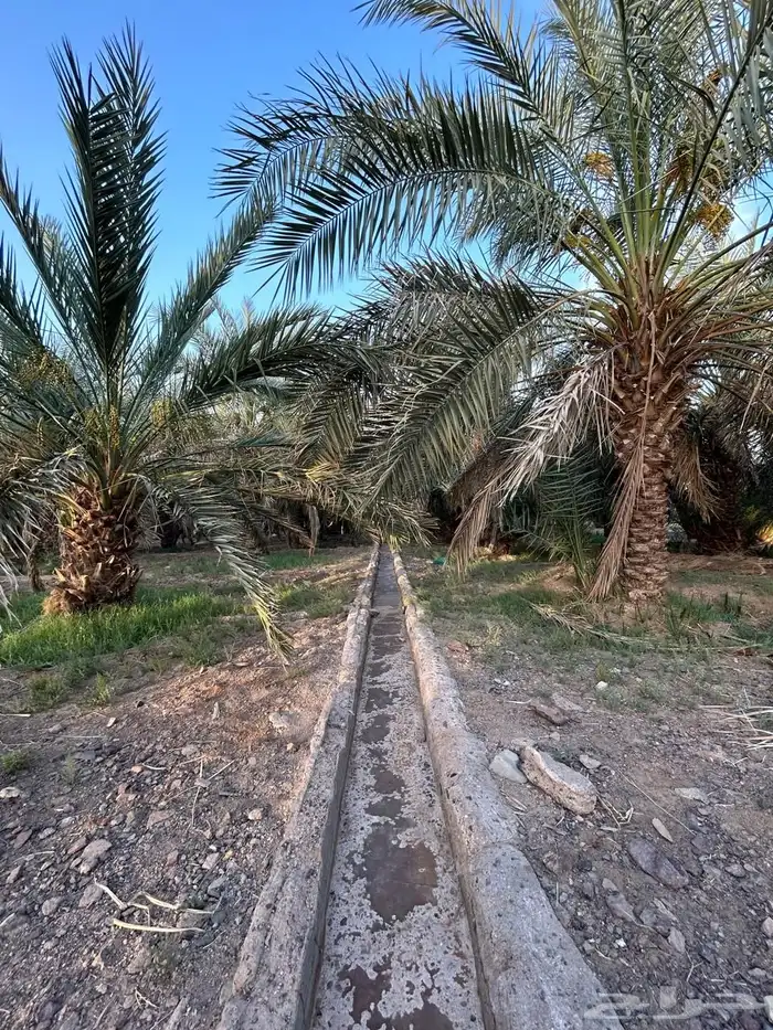 مزرعة للبيع 3