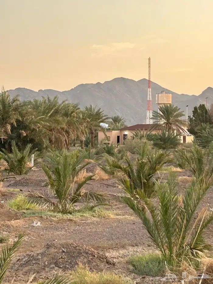 مزرعة للبيع 0