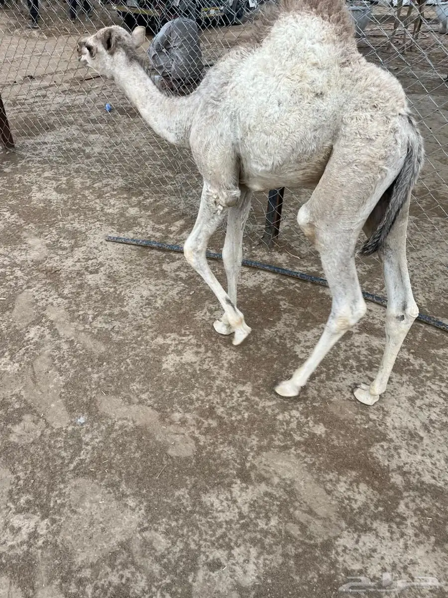 حشوان 0
