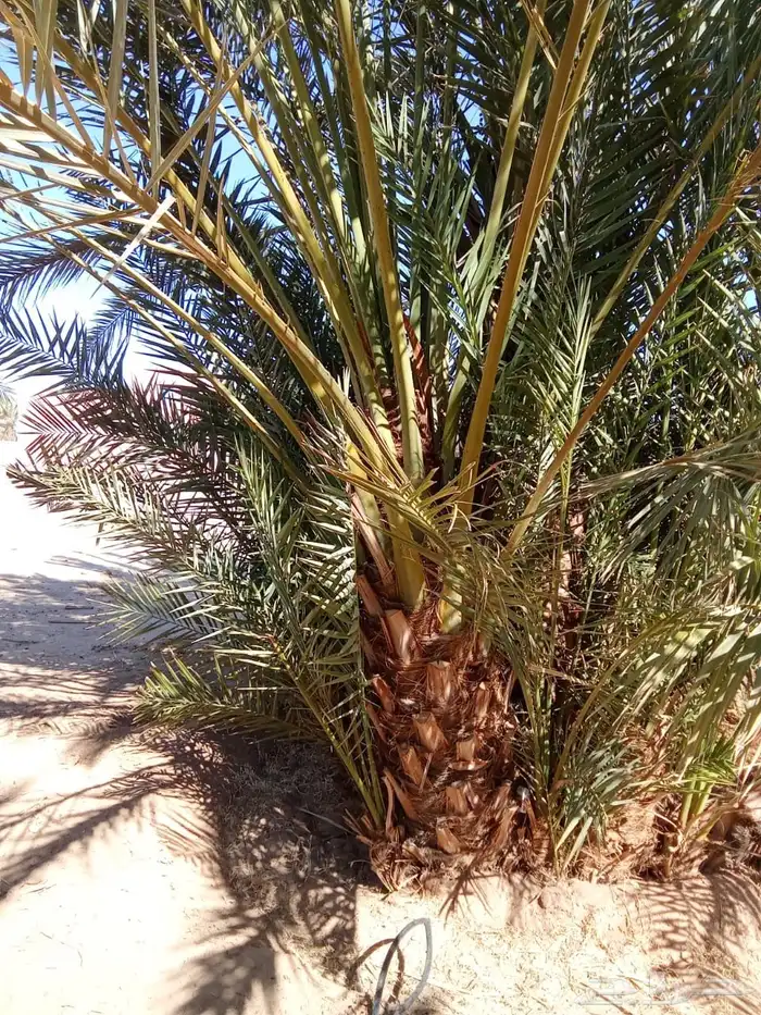 يتوفر جميع أنواع النخيل 3