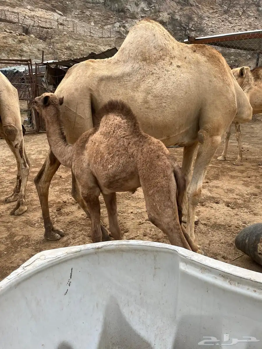 حشوان 1