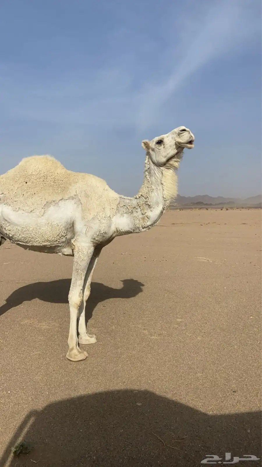 ناقه لقحه 1