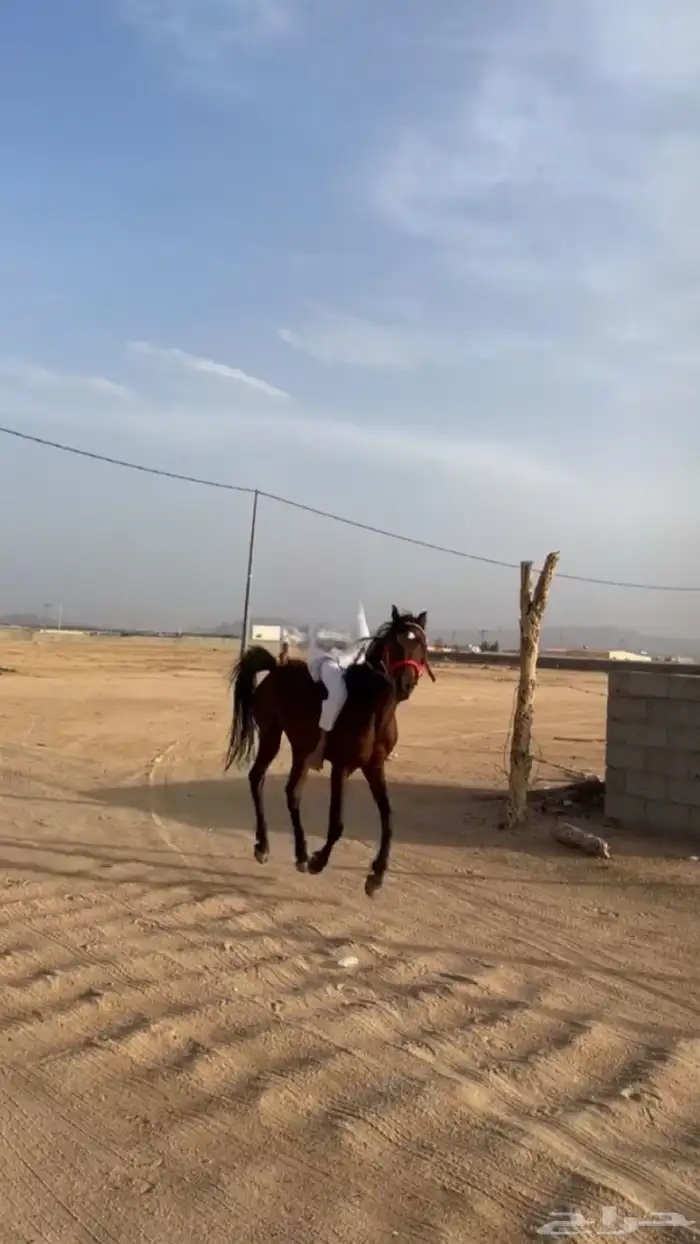 حصان شعبي 0