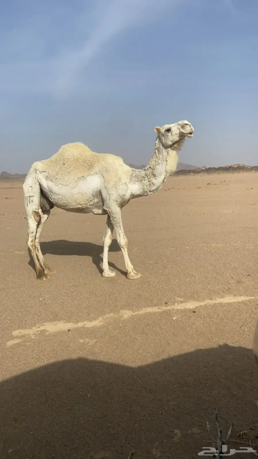 ناقه لقحه 0