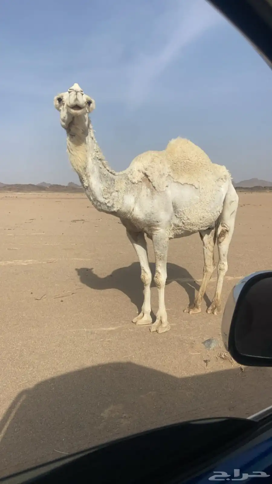 ناقه لقحه 5
