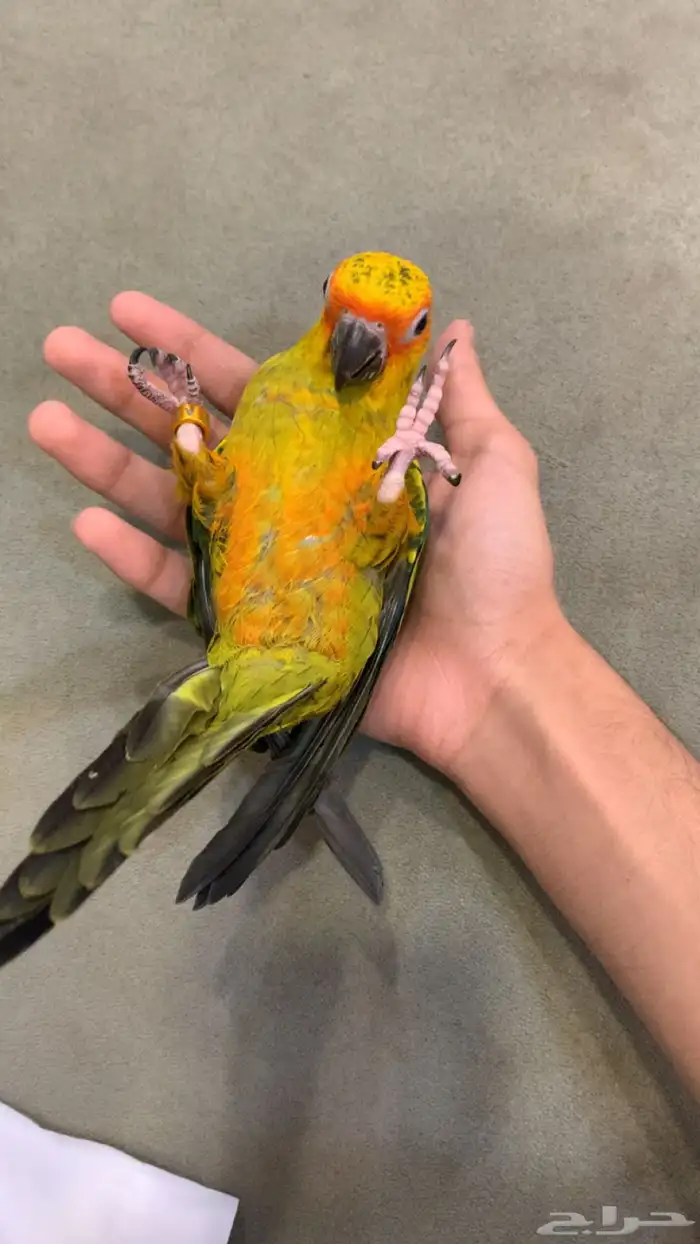 ببغاء صن كنيور اليف جدا عمره 4 شهور 0