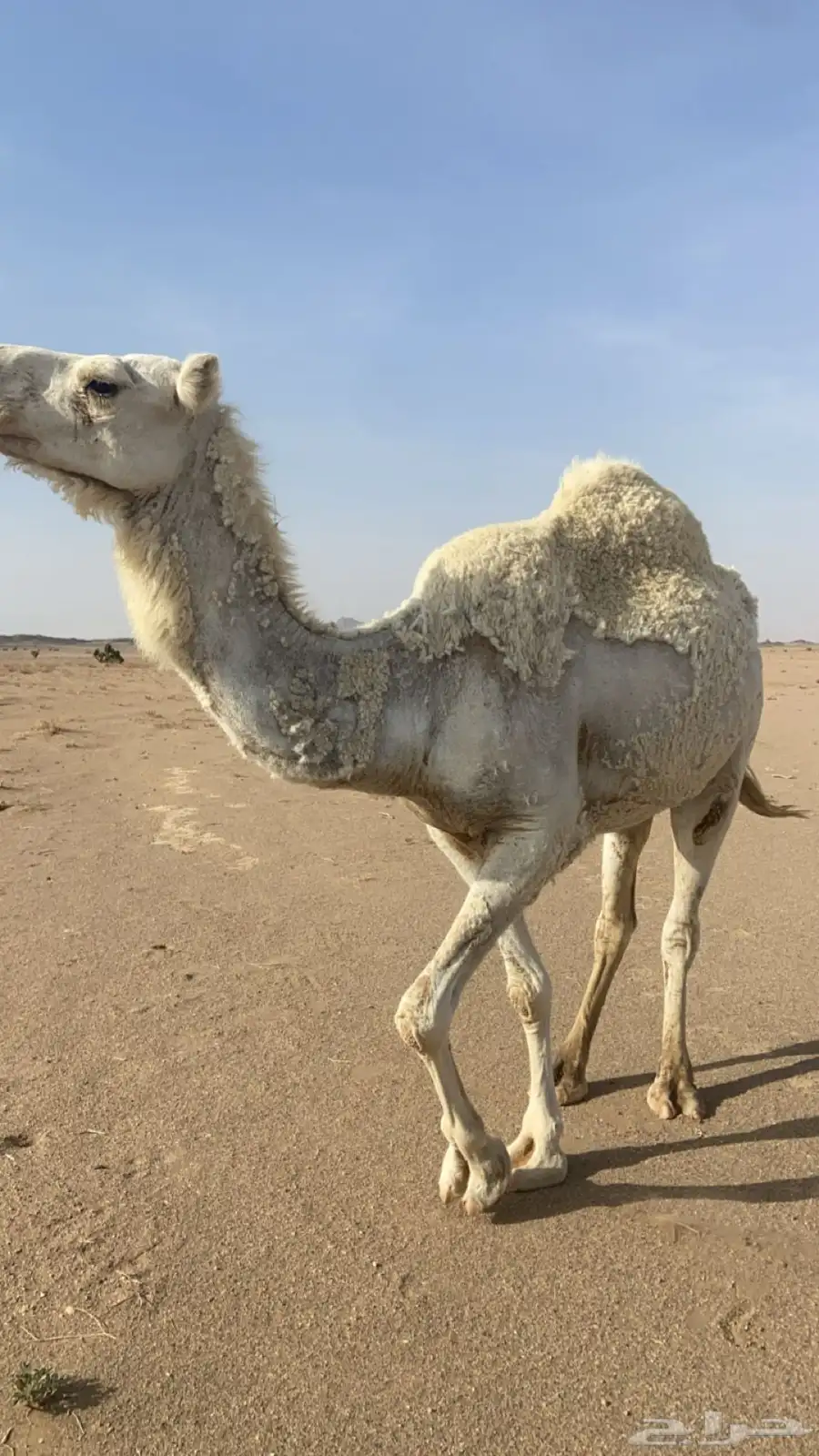 ناقه لقحه 2