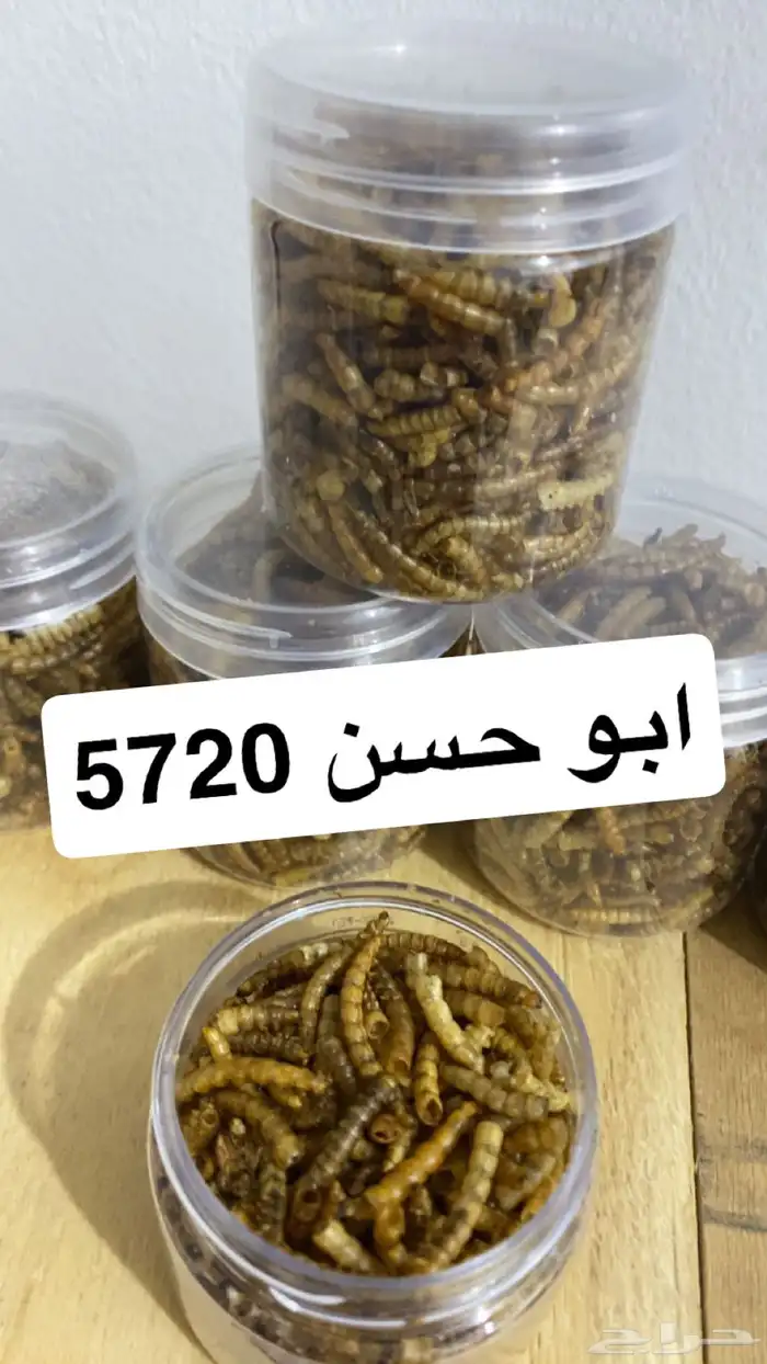 دود قبابي مجفف 0