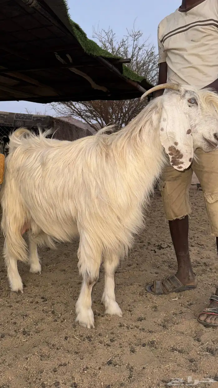 عنز حليب كفو 0