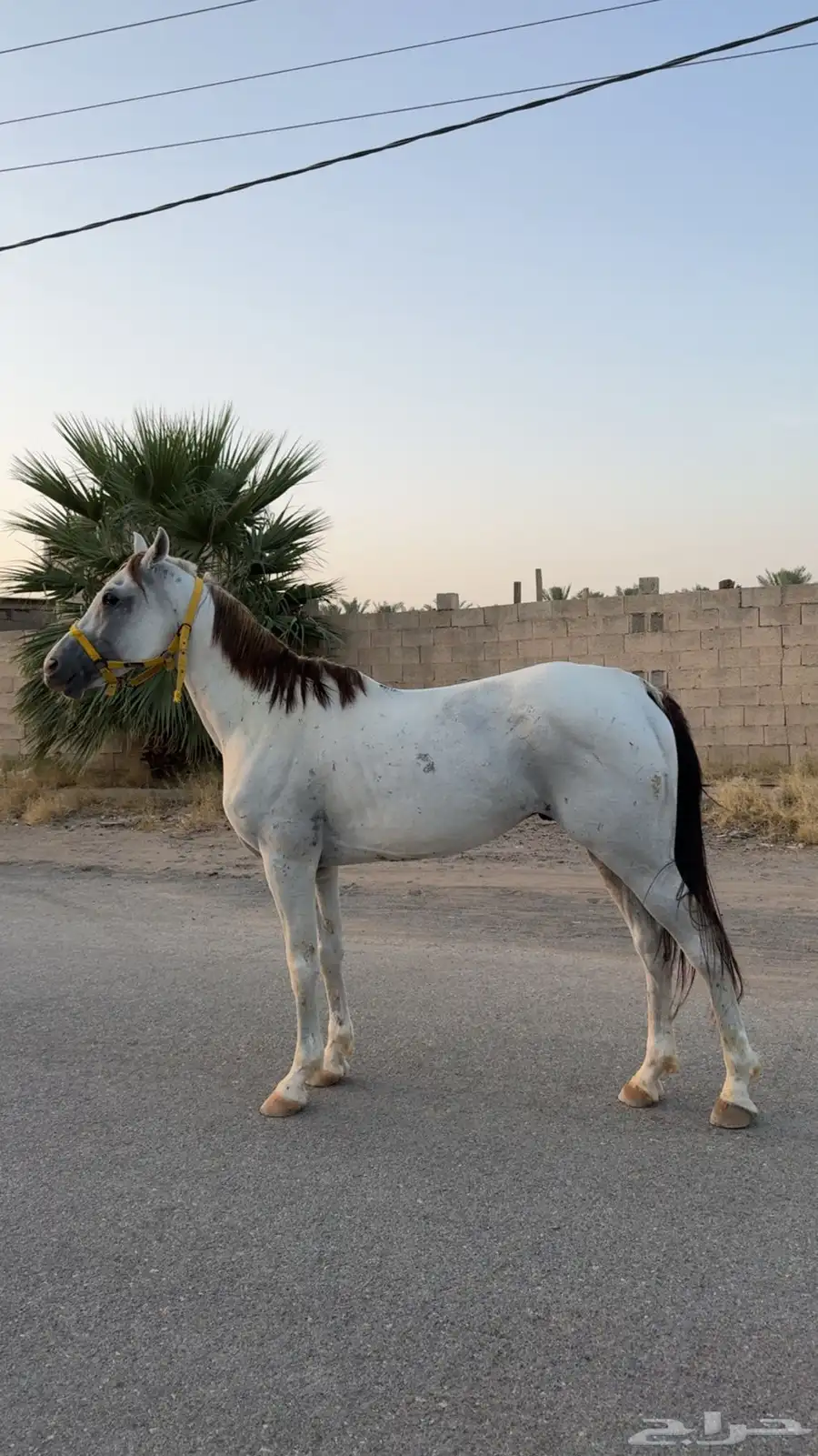 حصان شعبي 2