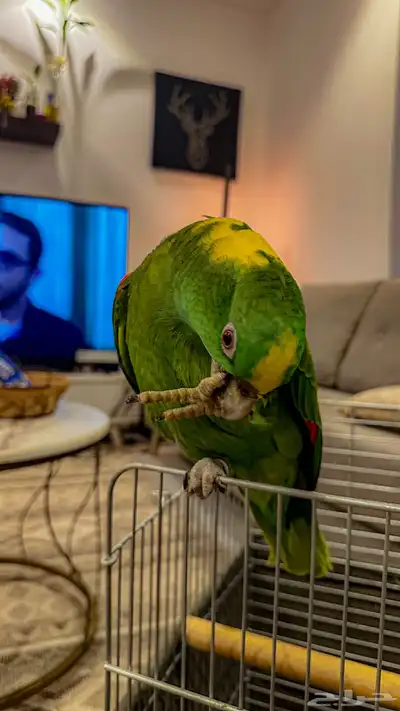 يلوناب فل جرا وهدد 11