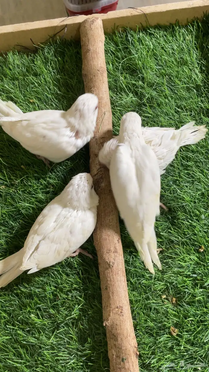 فروخ كويكر البينو 0